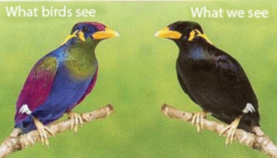Because birds can see ultraviolet light but humans cannot, what looks to us like a plain black bird looks much different to a bird.