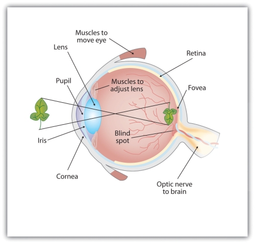Light enters the eye through the transparent cornea, passing through the pupil at the center of the iris. The lens adjusts to focus the light on the retina, where it appears upside down and backward. Receptor cells on the retina send information via the optic nerve to the visual cortex.
