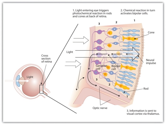 When light falls on the retina, it creates a photochemical reaction in the rods and cones at the back of the retina. The reactions then continue to the bipolar cells, the ganglion cells, and eventually to the optic nerve.