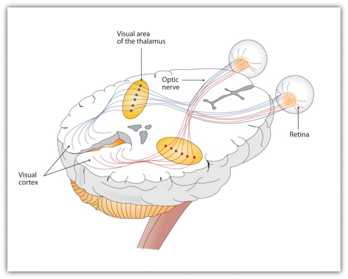 The left and right eyes each send information to both the left and the right brain hemispheres.