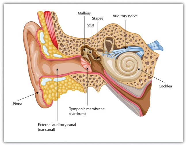 Sound waves enter the outer ear and are transmitted through the auditory canal to the eardrum. The resulting vibrations are moved by the three small ossicles into the cochlea, where they are detected by hair cells and sent to the auditory nerve.