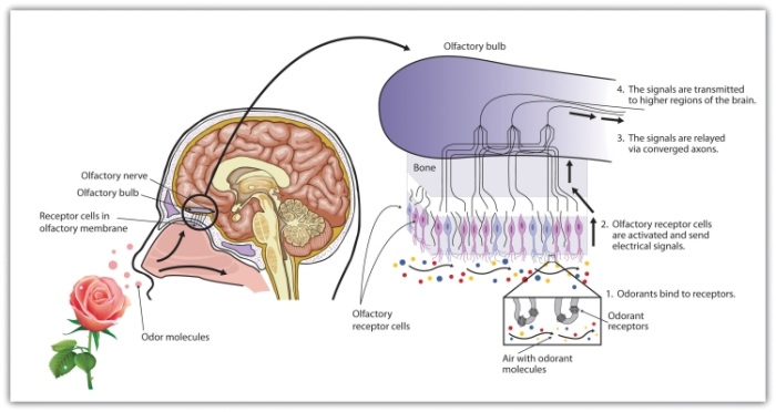 There are more than 1,000 types of odor receptor cells in the olfactory membrane.