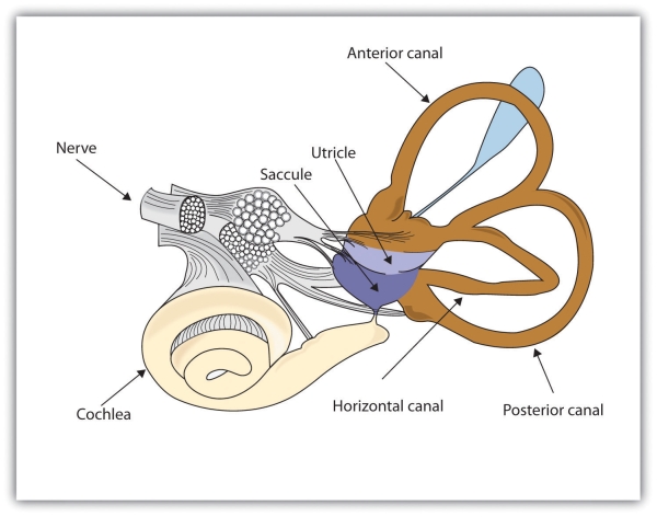 The vestibular system includes the semicircular canals (brown) that transduce the rotational movements of the body and the vestibular sacs (blue) that sense linear accelerations.