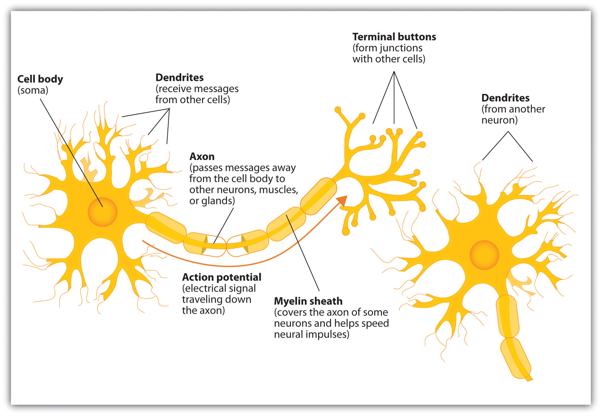 Image result for neuron structure and function