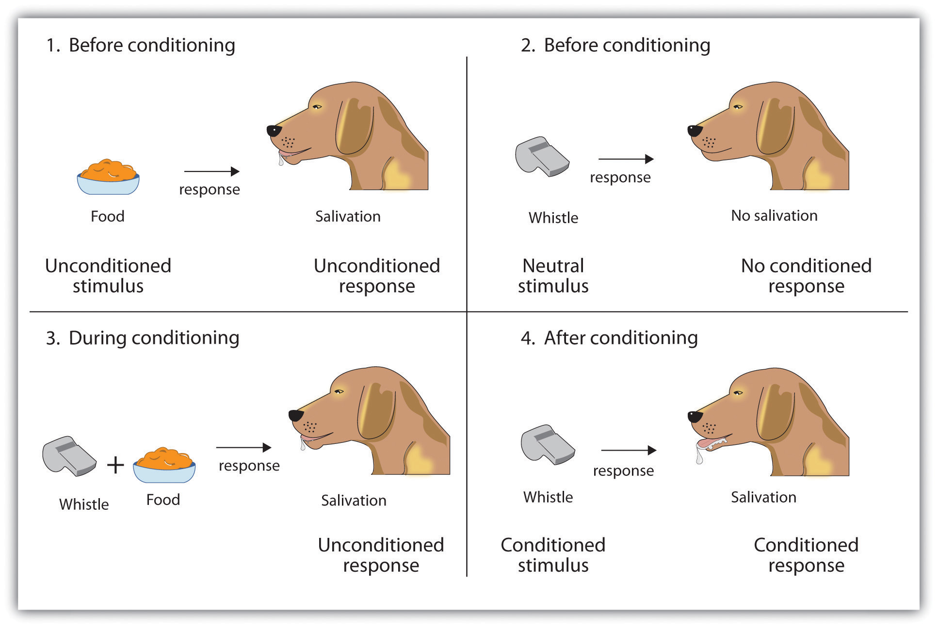 stimulus generalization